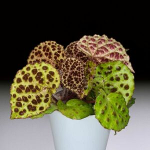 Begonia Melanobullata