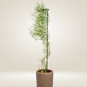 Bowiea Volubilis | Climbing Onion