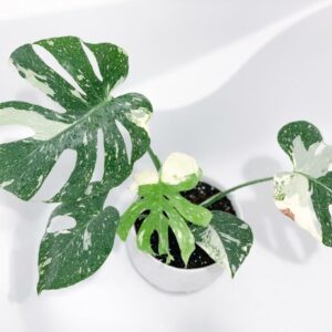 Monstera Thai Constellation
