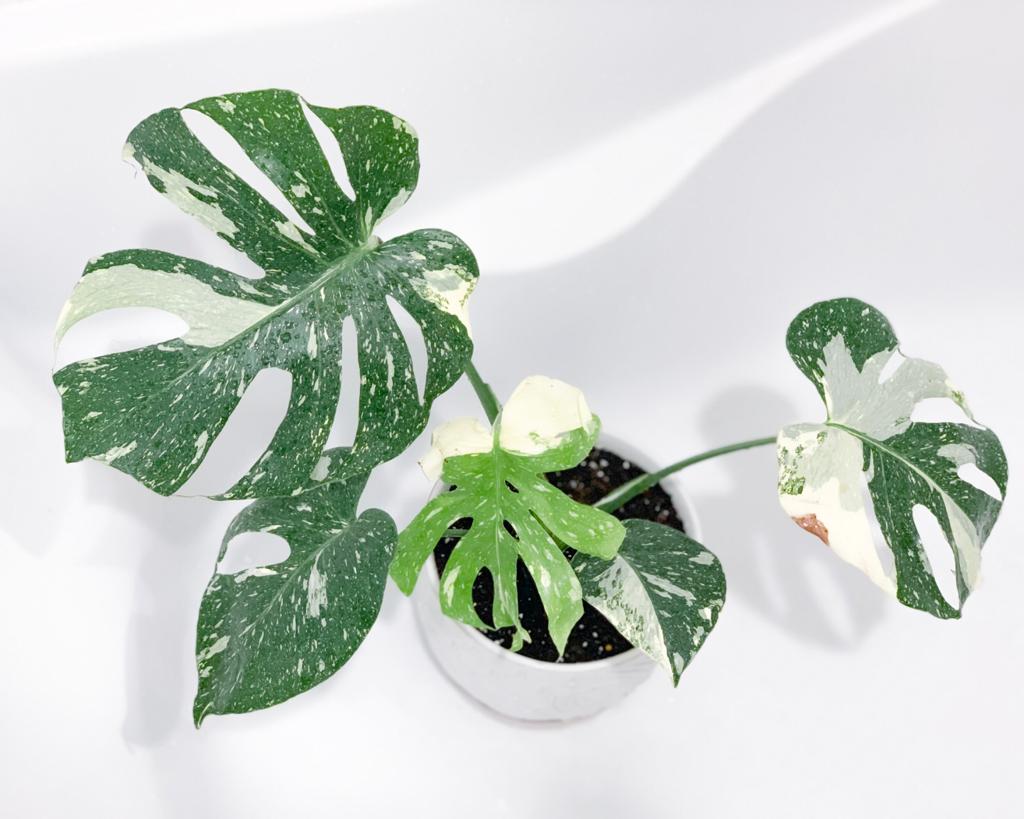 Monstera Thai Constellation