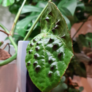 Begonia Ferox