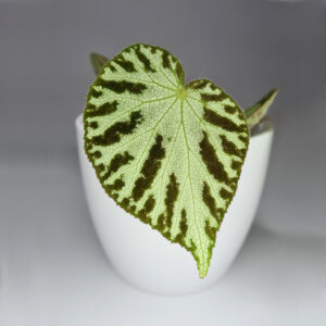 Begonia Imperialis