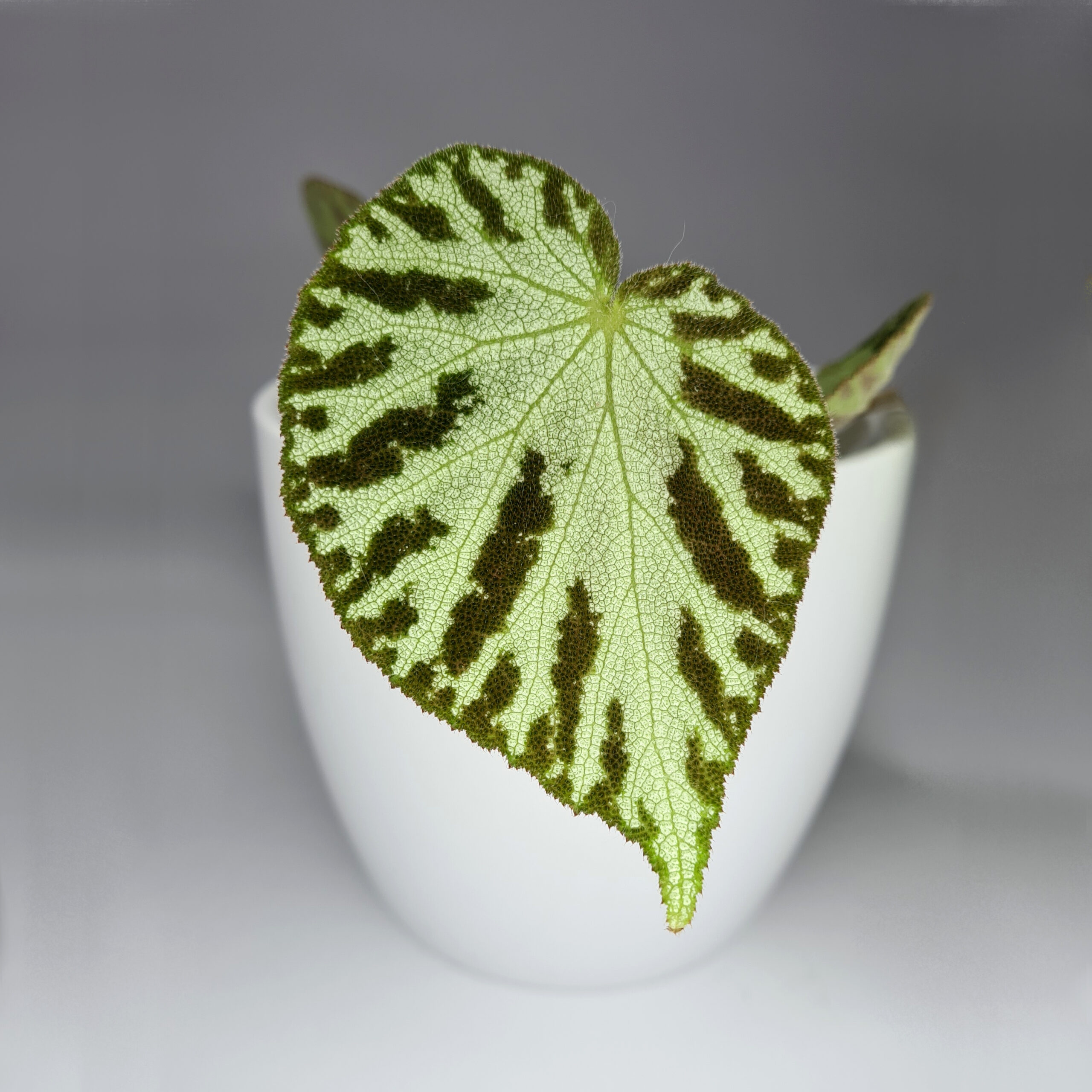 Begonia Imperialis