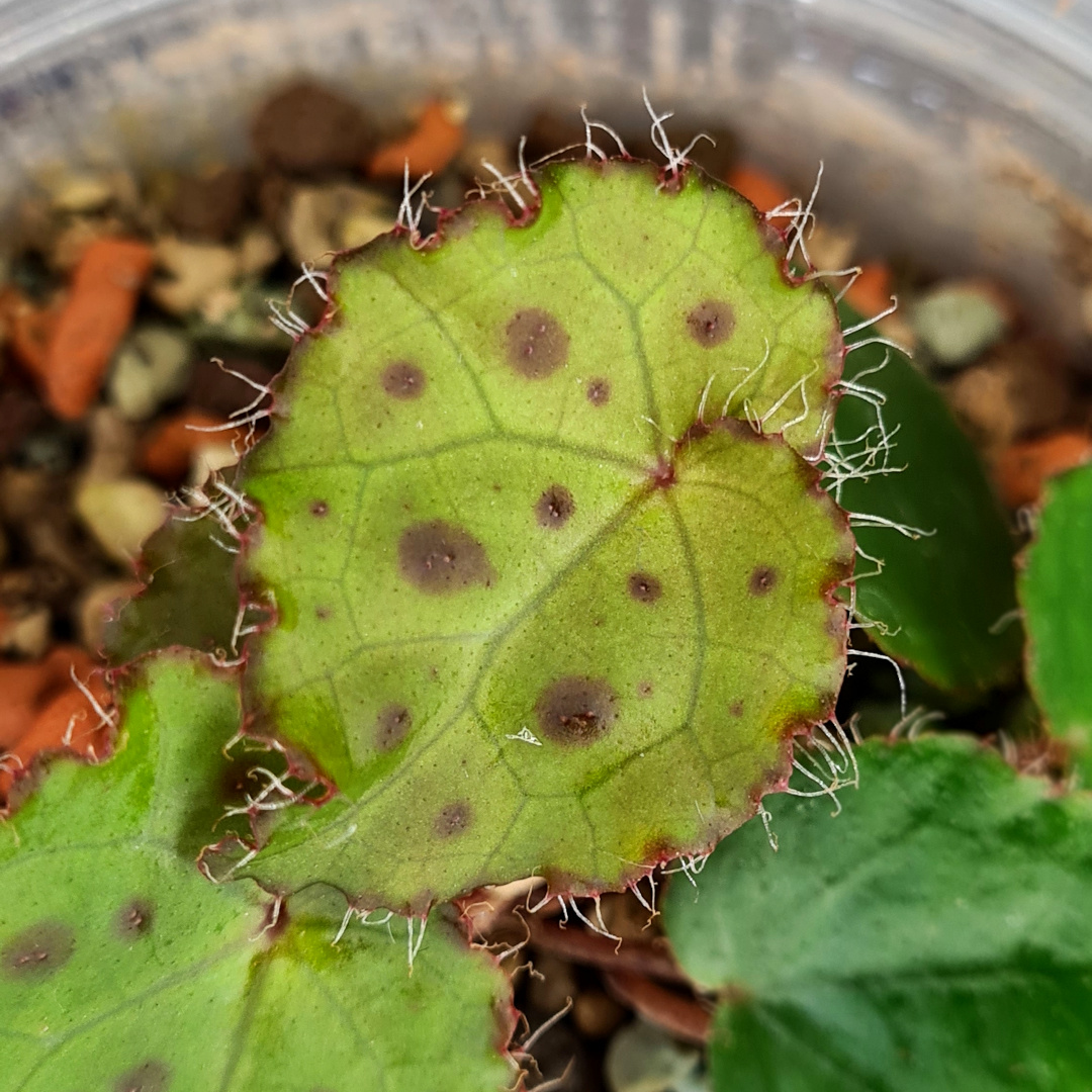 Begonia Melanobullata - Image 2