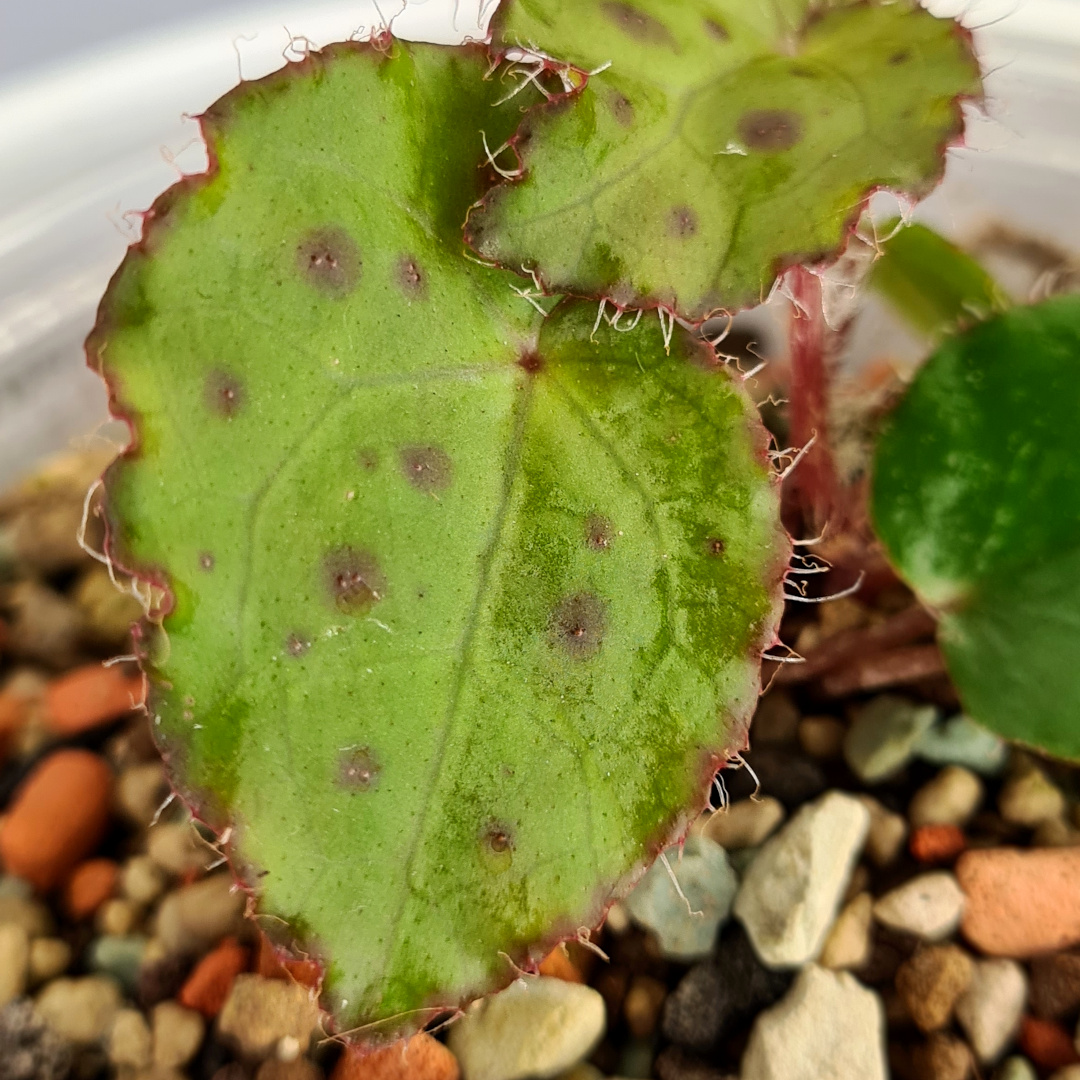 Begonia Melanobullata - Image 3
