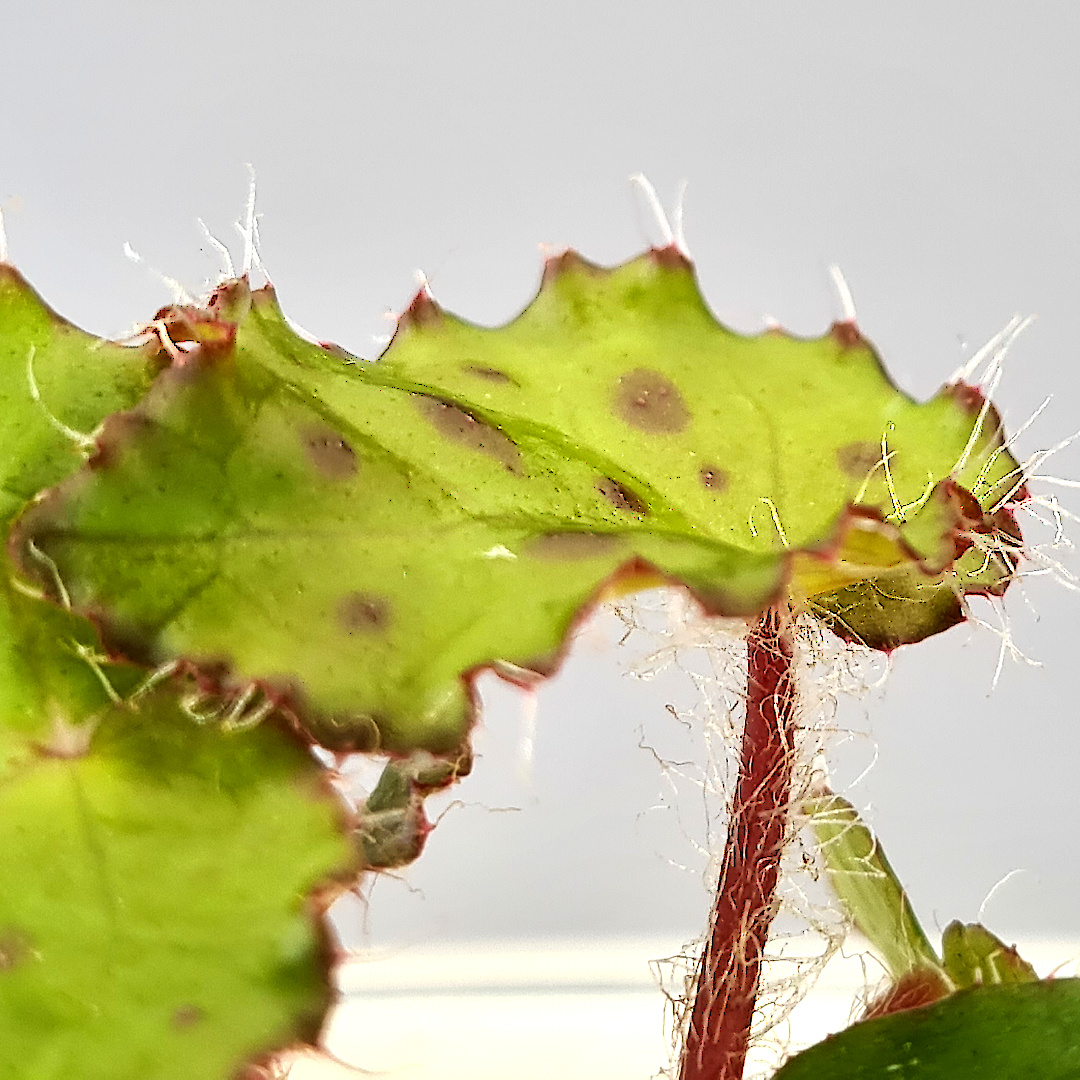 Begonia Melanobullata - Image 5