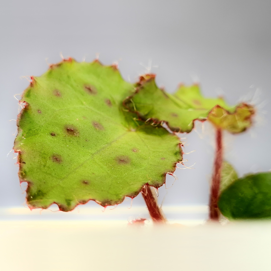 Begonia Melanobullata - Image 4