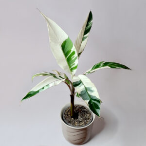 Musa Aeae