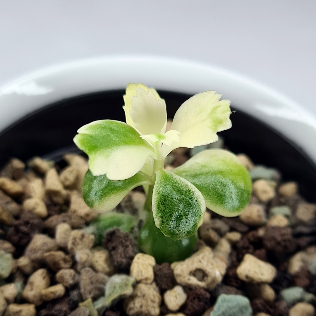 Kalanchoe | Pink Butterfly - Image 4