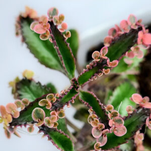 Kalanchoe | Pink Butterfly