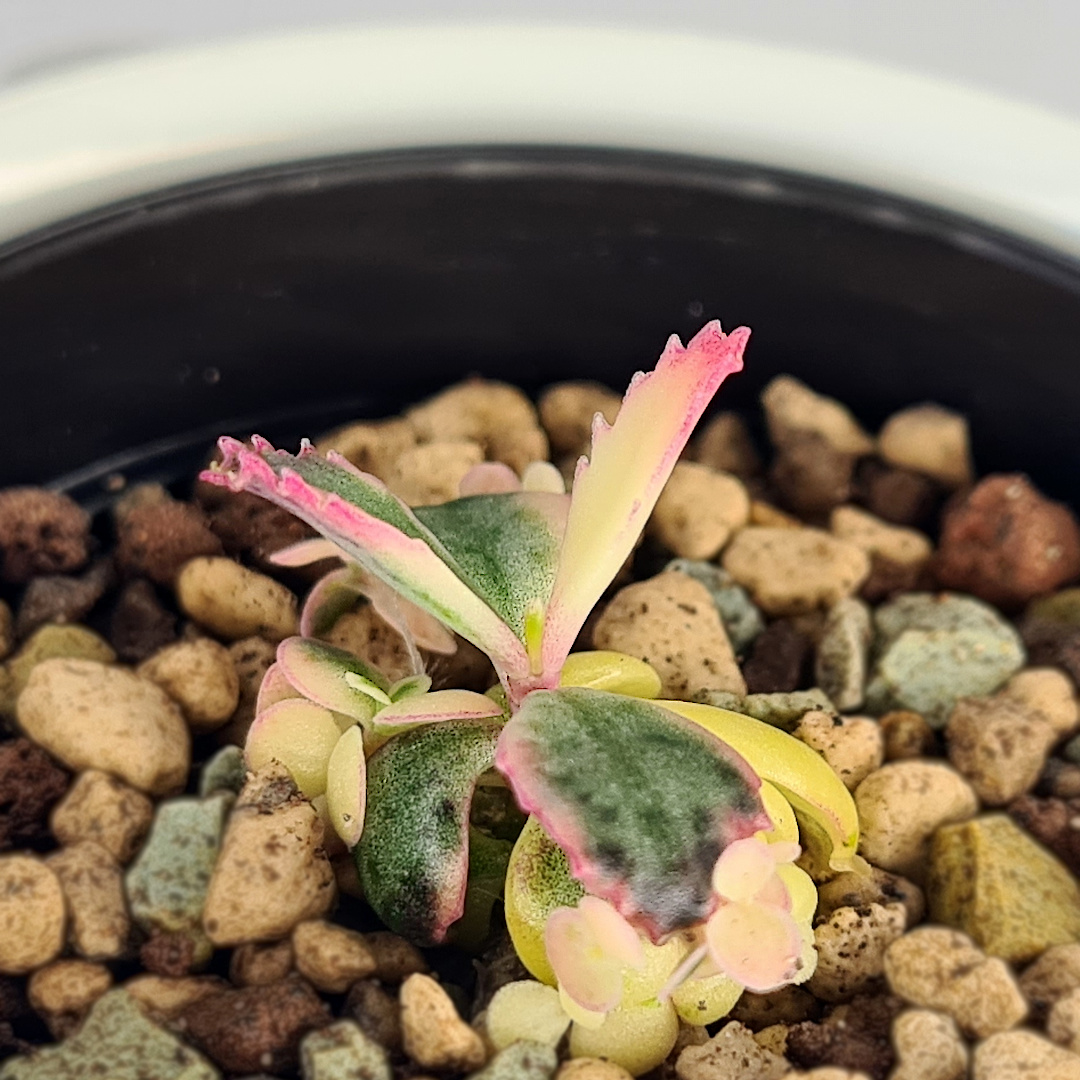Kalanchoe | Pink Butterfly - Image 3