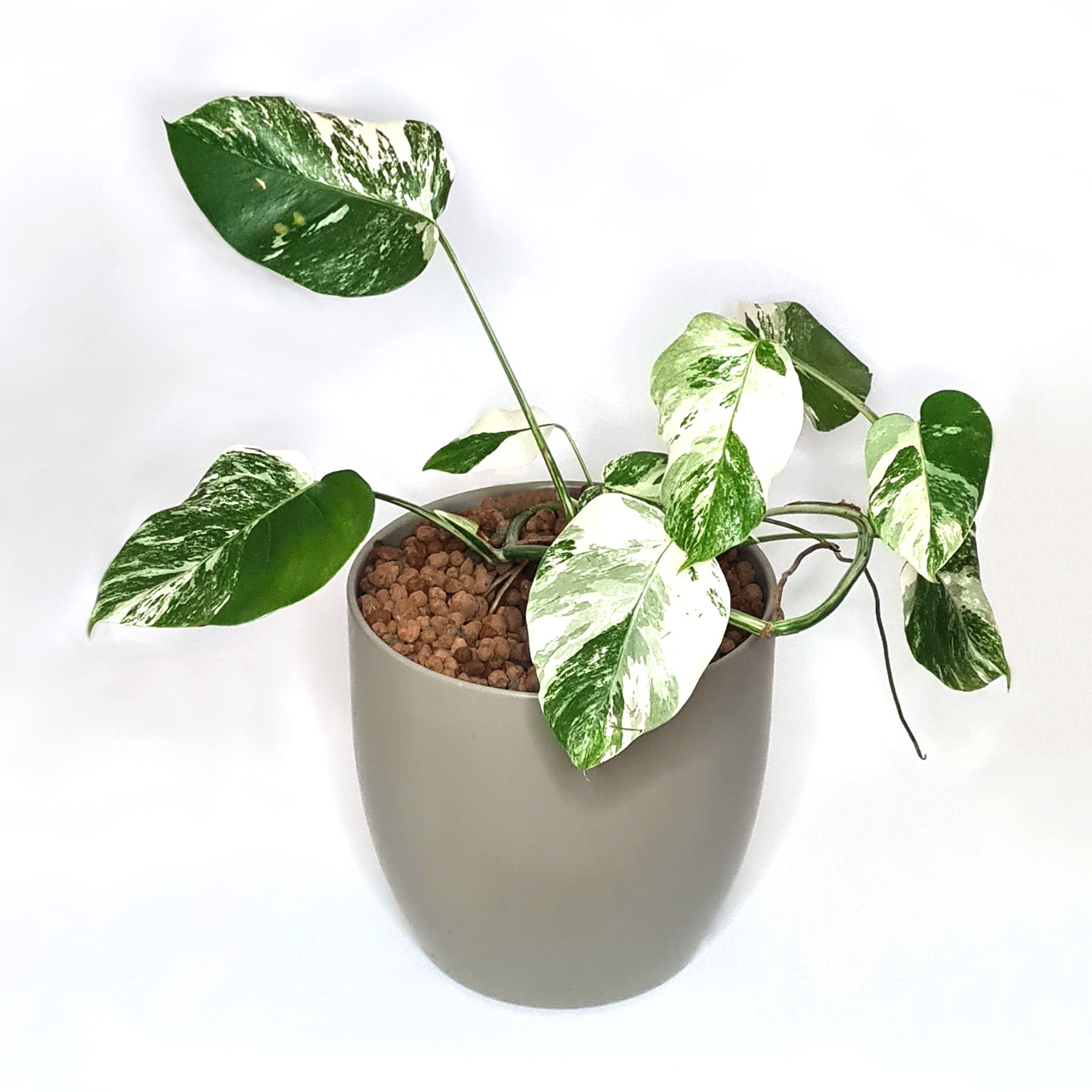 Monstera Albo Variegata - Image 2