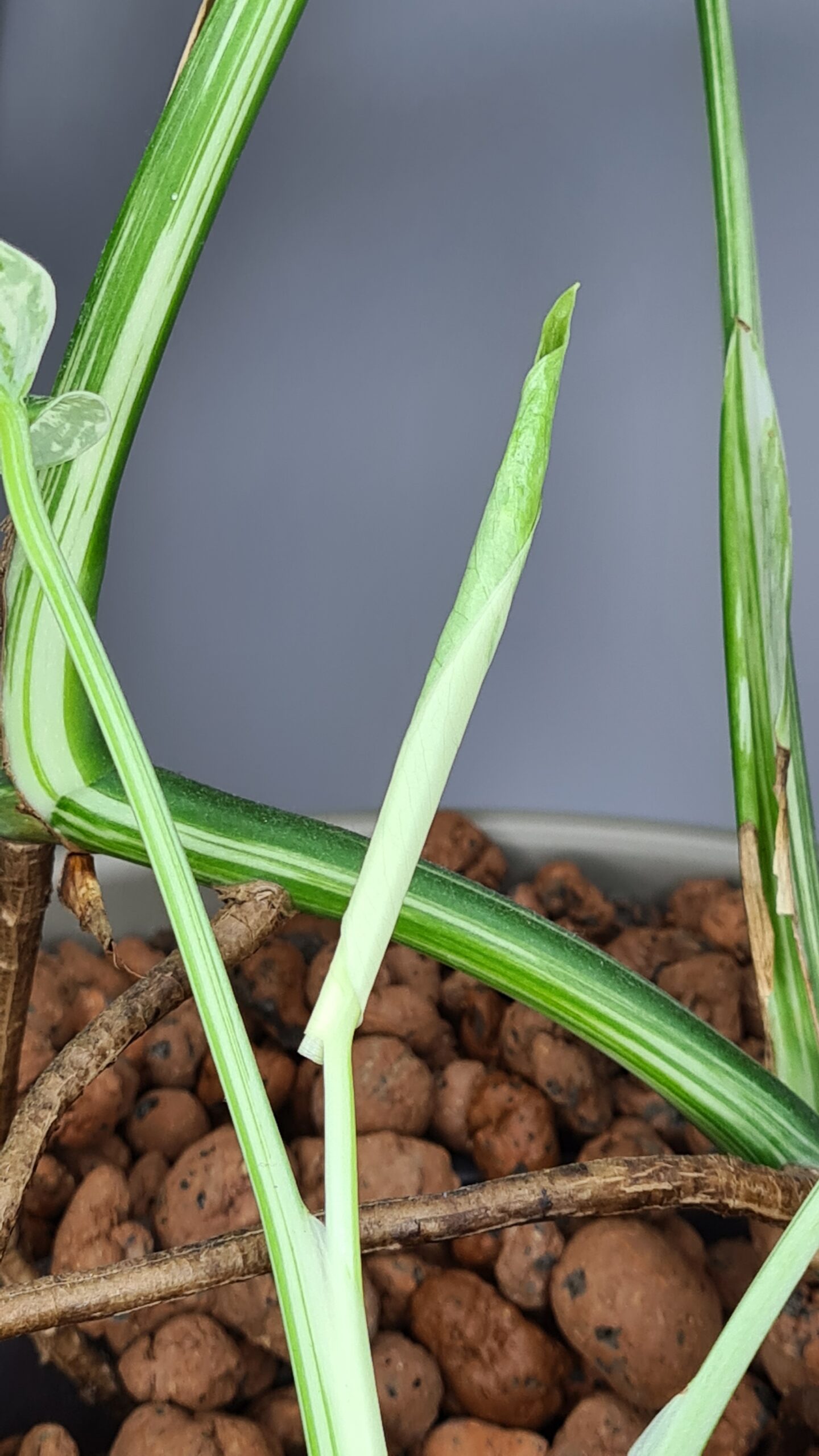 Monstera Albo Variegata - Image 4