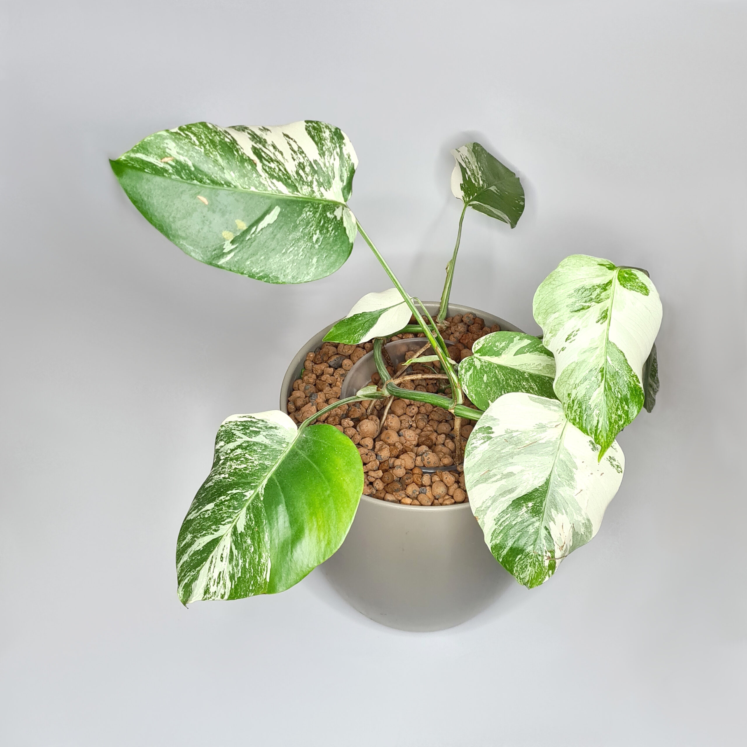 Monstera Albo Variegata