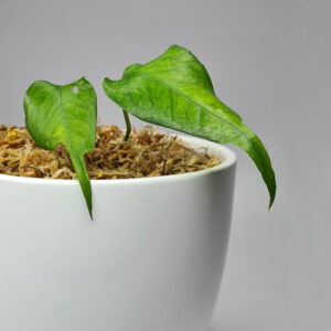 Epipremnum Pinnatum | Skeleton Key