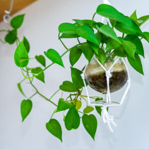 Epipremnum aureum | Jade/Green Pothos