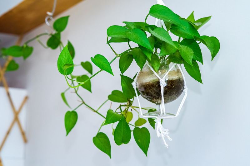 Epipremnum aureum | Jade/Green Pothos